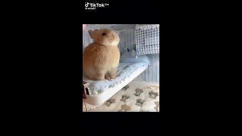 Rabbit 🐰🐇