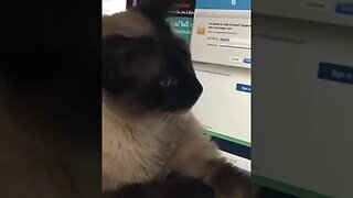 CAT VIDEO