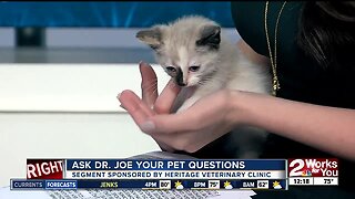 Ask Dr. Joe: Answering your pet questions