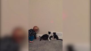 Baby Joins Kitten Game Of Chase The Dot