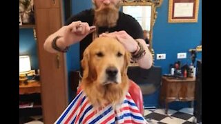 Golden retriever tosquia pelo no barbeiro em Milão