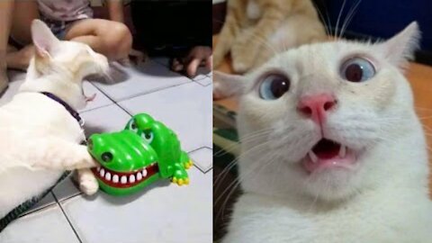 Let's see how long you can keep laughing at these funny little animals