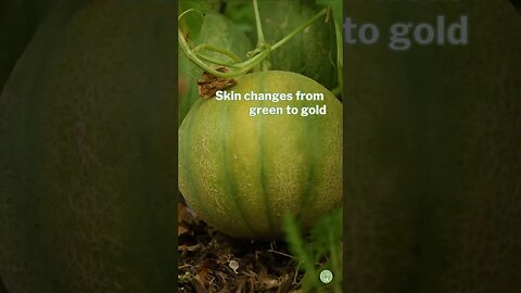 When to Pick Cantaloupe