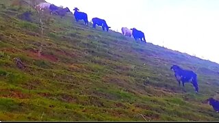 bois e bezerros em busca de capim touros, vacas, Gado bovino, Bos taurus