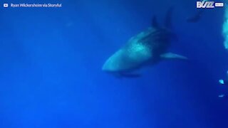 Subacquei nuotano insieme a uno squalo balena