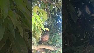 Jacu em cima da árvore em busca de comida