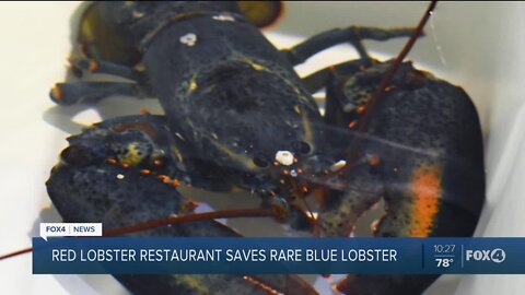Red Lobster saves rare blue lobster