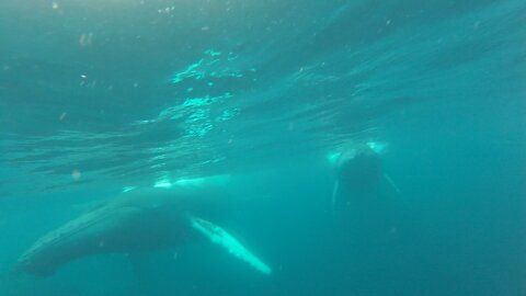 Whales surrounding the boat underwater view