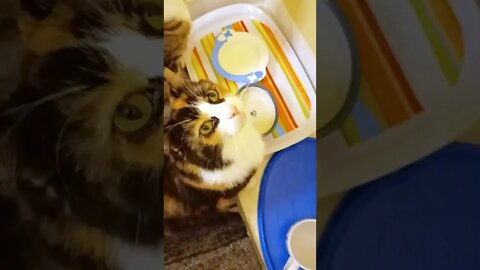 Cats Waiting for Food
