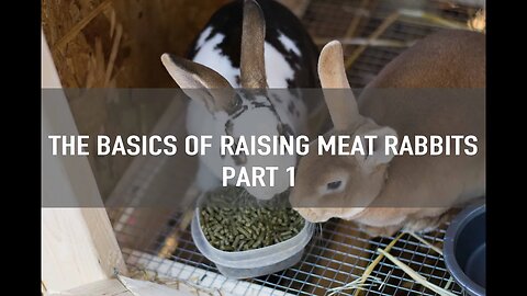 Raising Meat Rabbits {Part 1}