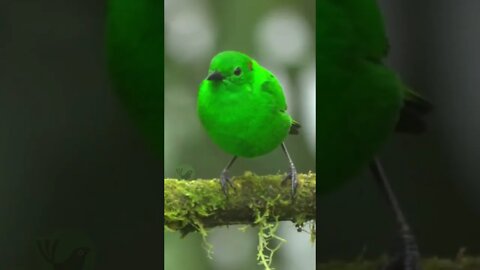 Tangara Verde Brilhante (Glistening Green Tanager)