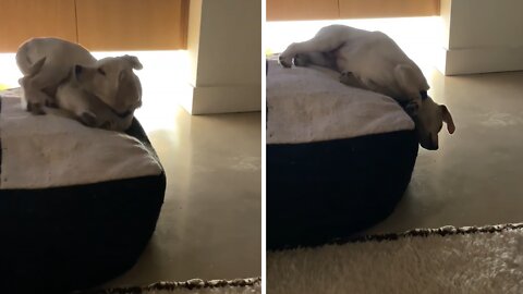 Sleeping Pup Hilariously Falls Off The Couch During Naptime