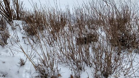 The plants and the land