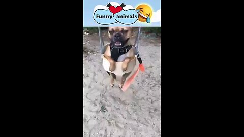 Funny animals 😊😋😎funny moments 😋😎😋