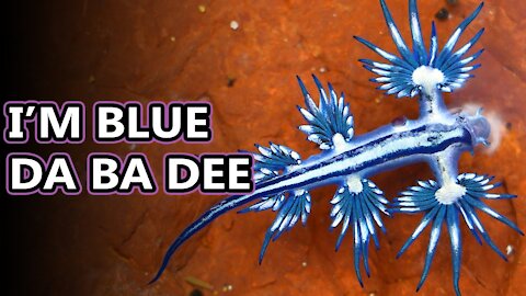 Blue Sea Dragon facts: aka blue sea slugs | Shoikat180