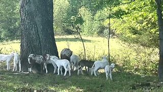 New baby lambs galore on green pasture.