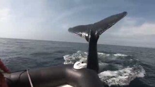Balena si schianta su una barca in Canada