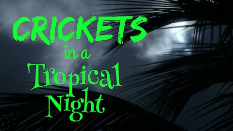 Crickets in a Tropical Night | Crickets at Night | Ambient Sound | What Else Is There?