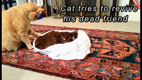 Cat tries to revive his dead friend