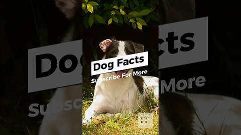 Dog Facts - I Bet You Don't Know 🐶😜😉 #dogs #doglovers #dogfacts #dogsofinstagram #dogshorts #shorts