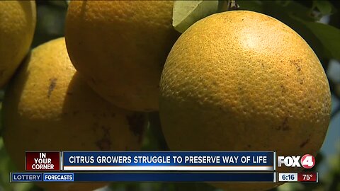 Preview: Bacteria poses a threat to Florida's orange crops