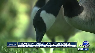 The USDA has begun catching geese across Denver parks and shipping them to be processed