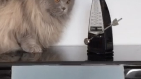Cat Discovers Metronome, Has Mind Blown