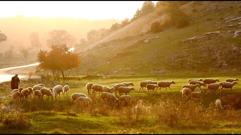 Shepherds and Sheep