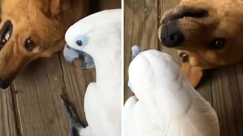 Cockatoo hilariously pulls on doggy's ear