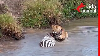 LEOA SUFOCA ZEBRA NA ÁGUA - VIDA ANIMAL