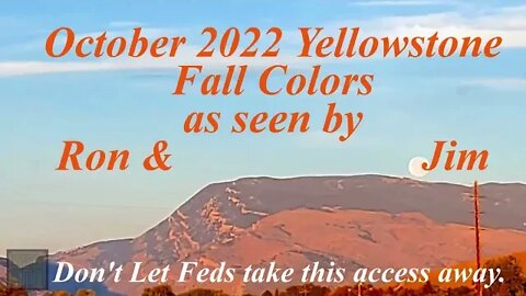 Yellowstone Fall Color October 2022: Grizzly, Big Horn Sheep, Trumpter Swan, Yellowstone River Falls