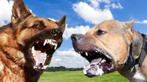 Pitbull VS German Shepherd fight!!!
