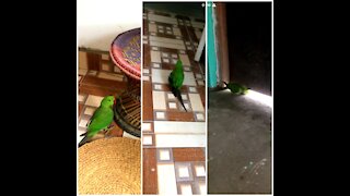 He wanna go outside | fun with parrot