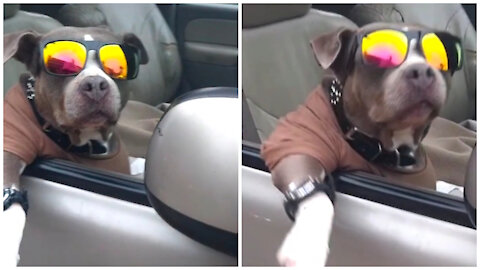 Dog is amazing look of car driving