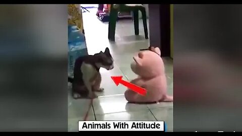 Animals With Attitude