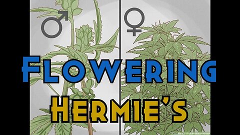 Flowering Hermie's -- Low Maintenance / Easy Growing -- Kelp Foliar Side by Side -- Day 49 Flower