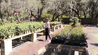 Schleys Bonsai and Supplies, a quick glance at the Bonsai Nursery