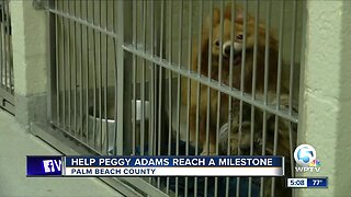 Help Peggy Adams reach a milestone