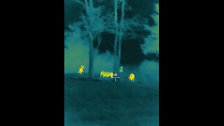 A few whitetail deer on thermal