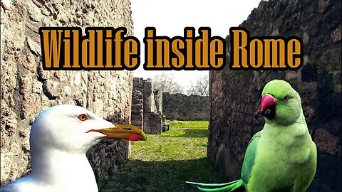 Rome is overrun with seagulls and green parakeets