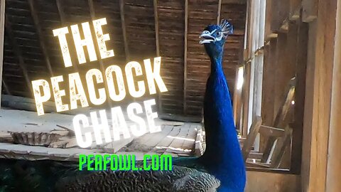 The Peacock Chase, Peacock Minute, peafowl.com