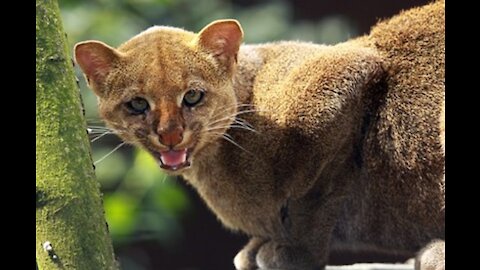 Watchful moorish cat (Gato observador)