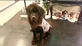 Cavalier Puppy And Newfoundland Eagerly Do Tricks For Treats