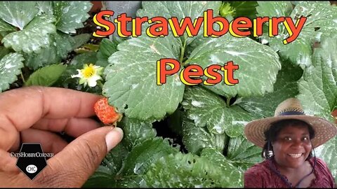 Strawberry Pest - 1Jul2022