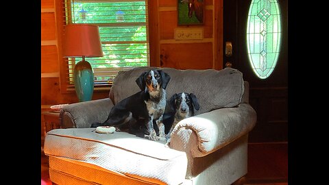 NW NC at The Treehouse 🌳 please welcome Annie (Anne Wilson) and Bonham (John Bohnam aka Bonzo)