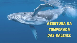 Abertura da Temporada das Baleias: O Espirito Santo promove turismo de observação de baleias