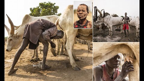Mundari Tribe Of South Sudan Showers with Cow Urine