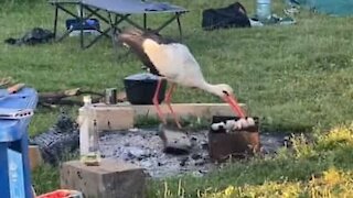 Une cigogne s'invite à un barbecue et se sert!