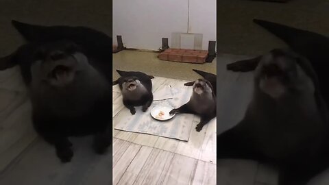 sea lion breakfast in home 😁😛 #funny #sealions #funny #awesomevideo #trynottolought