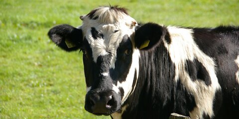 Food Crisis: Ranchers Are Selling Off Their Cattle in Unprecedented Numbers Due to the Drought